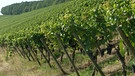 Da bestimmte Pflanzenschutzmittel wie Tonmineralien der neuen EU-Pflanzenschutzverordnung nach reduziert oder gar verboten werden könnten, sehen Winzer ihre Weinlagen in Gefahr.  | Bild: BR