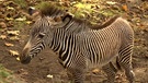 Grevy-Zebra Nachwuchs. | Bild: BR