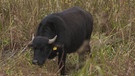 Ein asiatischer Wasserbüffel steht auf einem Feld. | Bild: BR