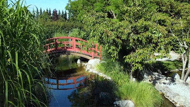 Lotosgarten in Rothenburg | Bild: BR