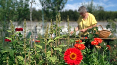 Blumen vom Feld | Bild: BR