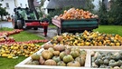 Kürbisdorf Altendorf in Oberfranken | Bild: BR