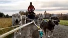 Schlittenhunde im Fichtelgebirge | Bild: BR