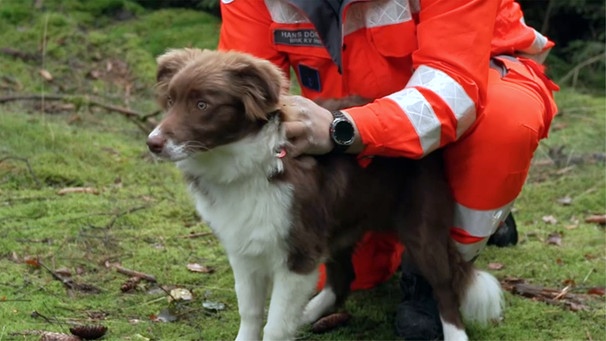 Rettungshund des BRK | Bild: BR