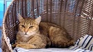 Katze im Tierheim | Bild: BR