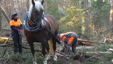 Holzrücken im Wald | Bild: BR