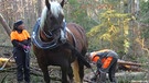 Holzrücken im Wald | Bild: BR