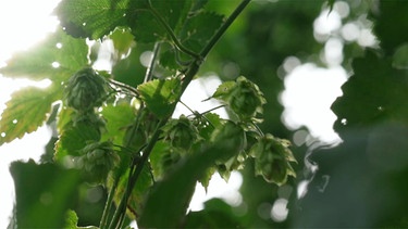 Hopfen | Bild: BR