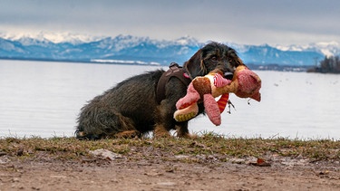 Eine kleine Dackelgeschichte: Hauptdarstellerin Maxi, 3 Jahre jung, Rauhhaardackeldame und Diva | Bild: Andre Goerschel