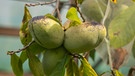 Exotisches Obst  aus Bayern - alles im Garten von Josef Liebl in Unterbachern | Bild: BR/André Goerschel