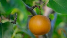 Exotisches Obst  aus Bayern - alles im Garten von Josef Liebl in Unterbachern | Bild: BR/André Goerschel