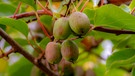 Exotisches Obst  aus Bayern - alles im Garten von Josef Liebl in Unterbachern | Bild: BR/André Goerschel