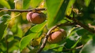 Exotisches Obst  aus Bayern - alles im Garten von Josef Liebl in Unterbachern | Bild: BR/André Goerschel