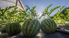 Melonen aus Bayern | Bild: BR/André Goerschel