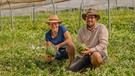 Melonen aus Bayern - Anna und Johannes Dittert bauen sie in Luttenwang im Landkreis Fürstenfeldbruck an | Bild: BR/André Goerschel