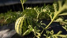 Melonen aus Bayern von Johannes und Anna-Sophie Dittert | Bild: BR/André Goerschel