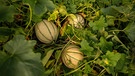 Melonen aus Bayern von Johannes und Anna-Sophie Dittert | Bild: BR/André Goerschel