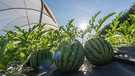 Melonen aus Bayern von Johannes und Anna-Sophie Dittert | Bild: BR/André Goerschel