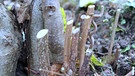 Schmidt Max und Gartentipps für die kalte Jahreszeit | Bild: André Goerschel