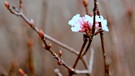 Schmidt Max und Gartentipps für die kalte Jahreszeit | Bild: André Goerschel