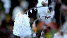 Schmidt Max und Gartentipps für die kalte Jahreszeit | Bild: André Goerschel