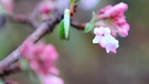 Schmidt Max und Gartentipps für die kalte Jahreszeit | Bild: André Goerschel