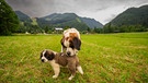 Mit Welpen und Hunden auf Bergtour | Bild: André Goerschel