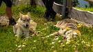 Mit Welpen und Hunden auf Bergtour | Bild: André Goerschel