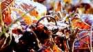 Garten im Winter | Bild: André Goerschel