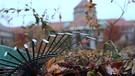 Winterarbeit im Botanischen Garten | Bild: André Goerschel