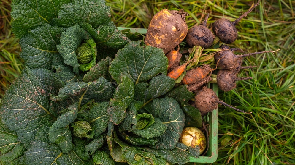 Wintergemüse - frisch, knackig und voller Vitamine | Bild: BR/André Goerschel