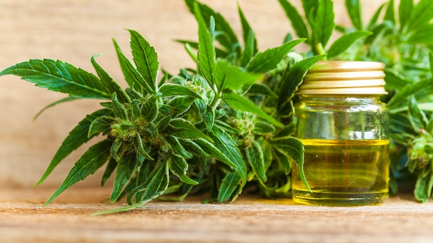 Cannabidiol, CBD: Hanfpflanze mit CBD-Öl in einer Flasche | Bild: picture-alliance/dpa