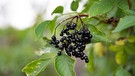 Schwarzer Holunder im Herbst. | Bild: BR/Sylvia Bentele