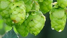 Hopfen | Bild: picture-alliance/dpa