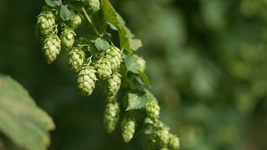 Hopfengarten in der Hallertau bei Oberulrain. Der Hopfen steht kurz vor der Ernte.  | Bild: BR/Fabian Schöpf