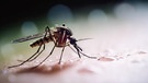 Nahaufnahme einer Mücke auf der Haut eines Menschen.
| Bild: stock.adobe.com