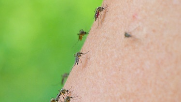 Mückenplage in Bayern  | Bild: dpa-Bildfunk/Patrick Pleul