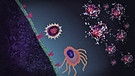 Grafikbild, das erklärt, wie das Immunsystem auf das Corona-Virus reagiert. B-Zellen produzieren maßgeschneiderten Antikörpern, die sich direkt auf das Spike-Protein setzen und das Virus gelangt nicht mehr in das Zellinnere.
| Bild: BR/Gut zu wissen