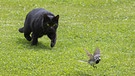 Eine Katze jagt einen Vogel | Bild: picture-alliance/dpa