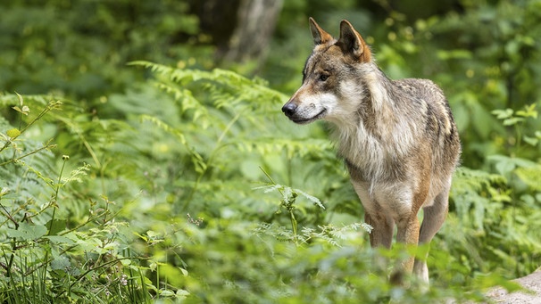 Ein erwachsener Wolf steht wachsam im Wald, umgeben von grünen Pflanzen, Europäischer Wolf (Canis lupus). Hat er genug Platz in der Natur?  | Bild: picture alliance / imageBROKER | Ronald Wittek