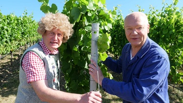 Der Winzer Müller (Martin Rassau, rechts) ist ein gutmütiger Mensch, den so leicht nichts aus der Ruhe bringen kann. Nur der neue Azubi, Herr Hopfen (Volker Heißmann), geht ihm mit seiner ständigen Besserwisserei langsam auf die Nerven. | Bild: BR/Michelangelo Cadeggianini