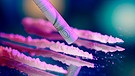 Kokain-Schwemme - Ein zusammengerollter Geldschein neben mehreren Kokain-Lines | Bild: picture alliance / Geisler-Fotopress | Christoph Hardt/Geisler-Fotopress