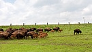 Bisons auf dem Bauernhof Wiesheu bei Freising von Deutschlands erfahrendstem Bisonzüchter Herrn Josef Wiesheu. | Bild: picture alliance / SZ Photo | Florian Peljak