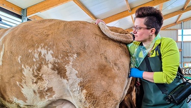 Tierärztin Tanja Wagner bei Besamung einer Kuh;
| Bild: BR / Hans Hinterberger