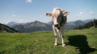 Pfronten - Ein Kalb auf einer Wiese auf dem Breitenberg im Ostallgäu. | Bild: BR / Rupert Waldmüller