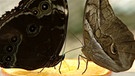 Die Schmetterlingsausstellung im Botanischen Garten | Bild: BR