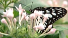 Die Schmetterlingsausstellung im Botanischen Garten | Bild: BR