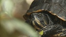 Die Tiere im Botanischen Garten in München - Wasserschildkröte | Bild: BR