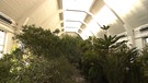Die Winterarbeiten im Botanischen Garten in München - Lagerhalle für Palmen | Bild: BR