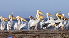 Pelikane im Donaudelta, Rumänien | Bild: BR/ScienceVision/Rita Schlamberger